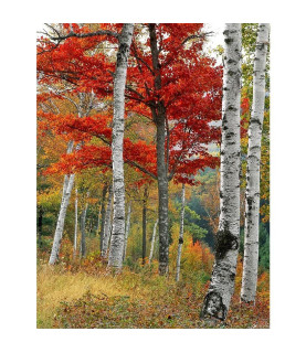 Картина за номерами 40x50...